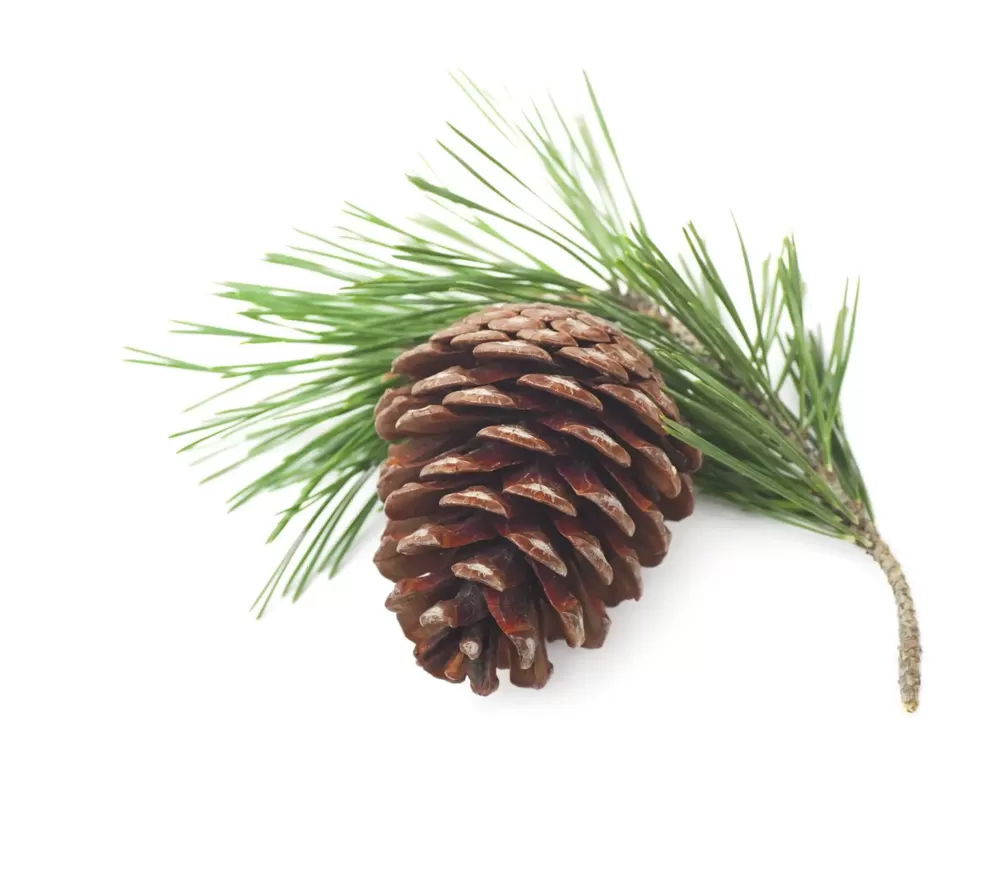 Засоби для ароматерапії Starpool Fragrances | Alfaspa зображення 18