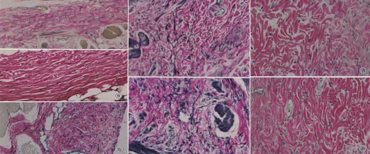 Апарат мікрострумової терапії Bio-Ultimate Platinum | Alfaspa зображення 22